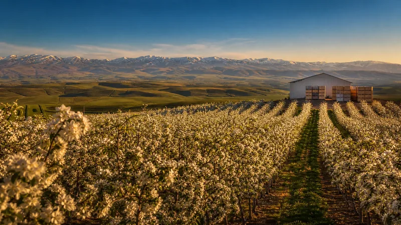 Rows of blossoming apple trees on an orchard slope with a packing shed, How to Start a Farm or Orchard Business in Washington